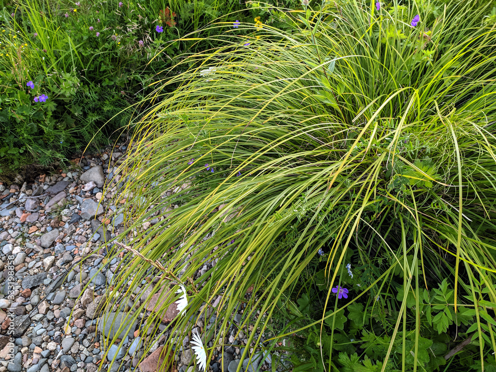 Φωτογραφία Thickets of river grass