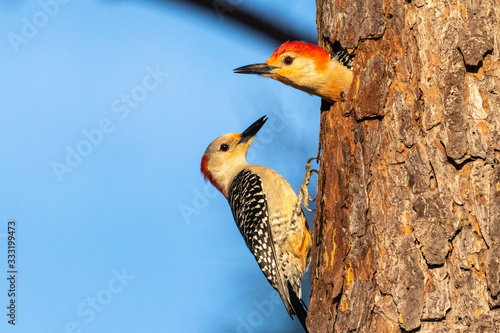 Red-bellied woodpeckers at a nest cavity