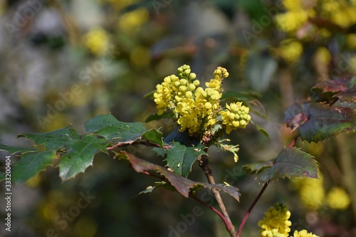 Flowers of Oregon Grape, Mahonia Aquifolium, also called Holly-leaved Barberry. photo