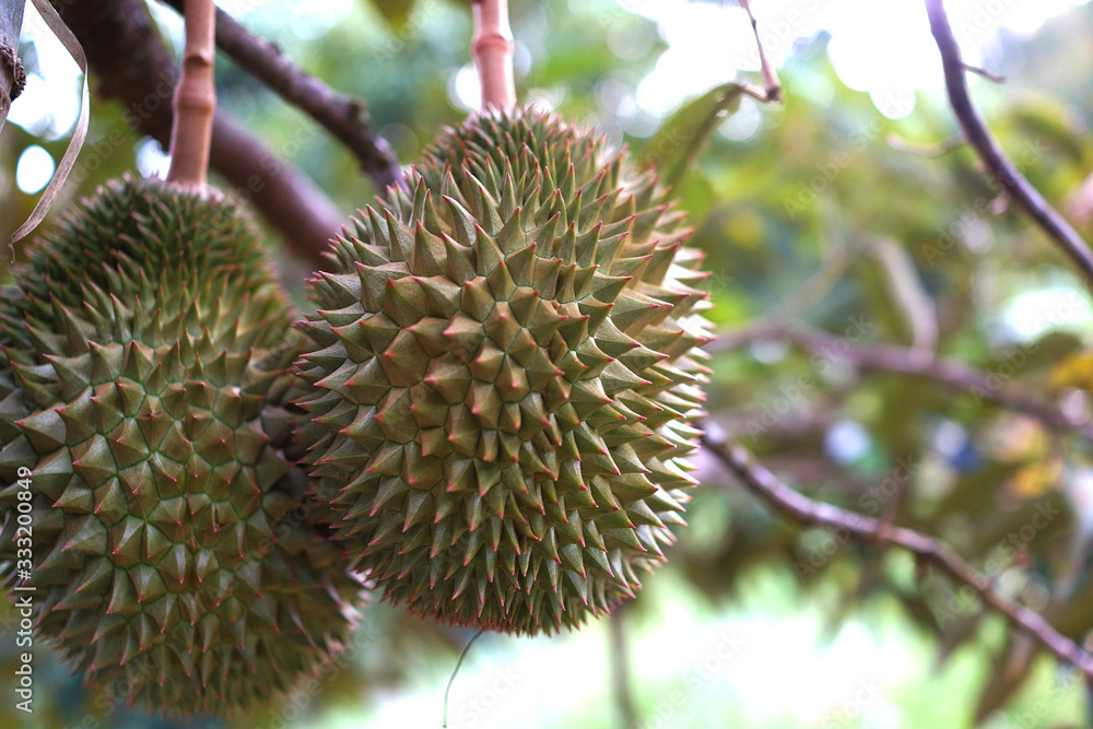 Durian on the tree in the garden, king of fruit. Durian on the tree in the garden, king of fruit.