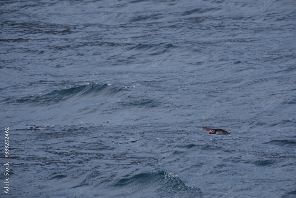 Fototapeta premium Puffins ou Macareux moines