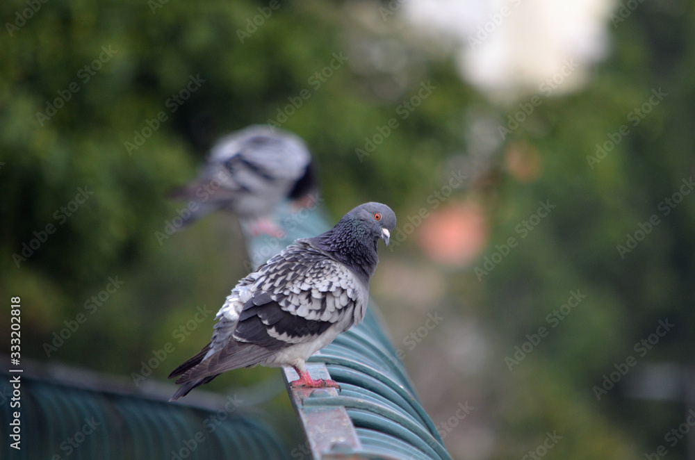 Pigeon on a Fence