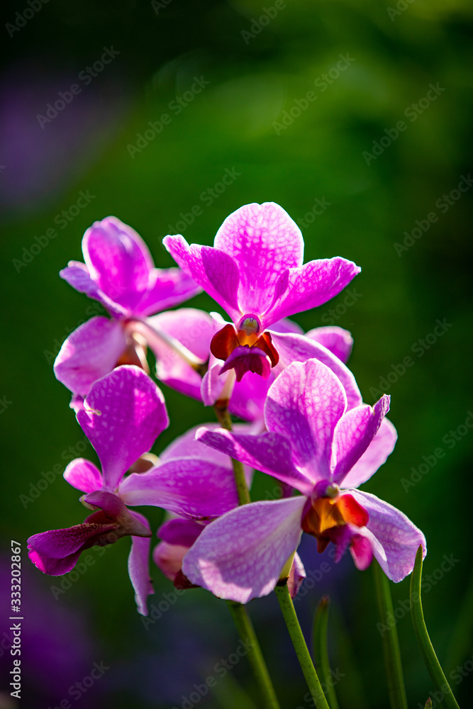 Obraz premium Flowers