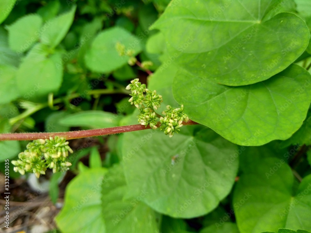 laportea in the nature background. This plant can cause itching if we touch it. laportea in the nature background. This plant can cause itching if we touch it.