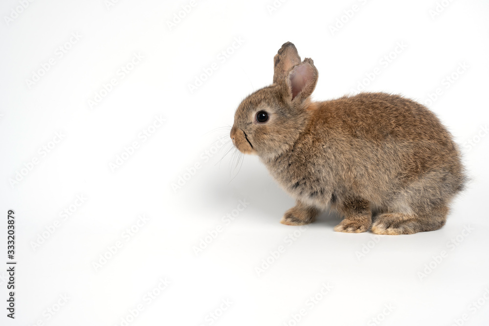 Furry and fluffy cute red brown rabbit erect ears are sitting look in the camera, isolated on white background. Concept of rodent pet and easter. Furry and fluffy cute red brown rabbit erect ears are sitting look in the camera, isolated on white background. Concept of rodent pet and easter.