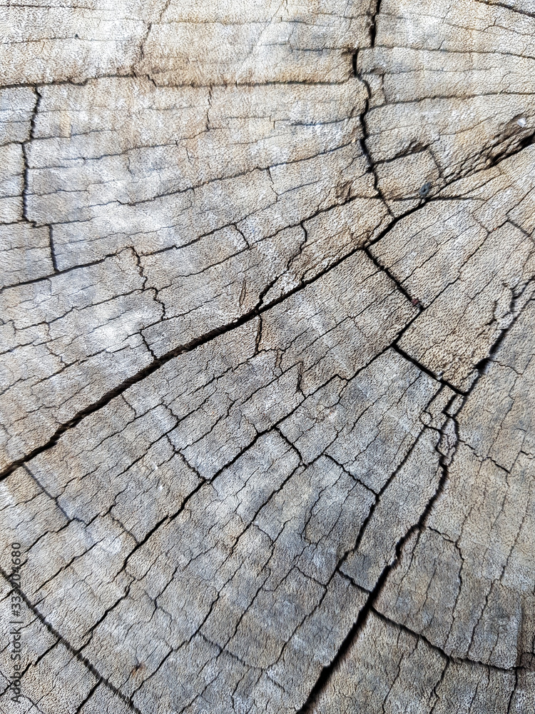 Fototapeta premium wooden texture of tree