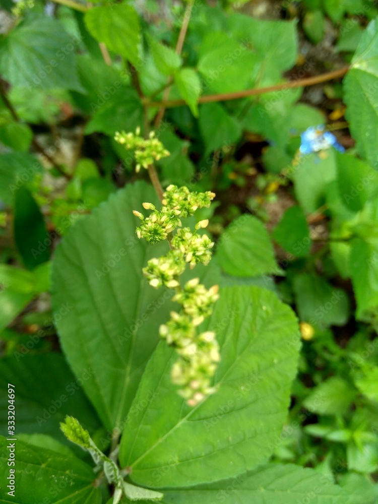 laportea in the nature background. This plant can cause itching if we touch it. laportea in the nature background. This plant can cause itching if we touch it.