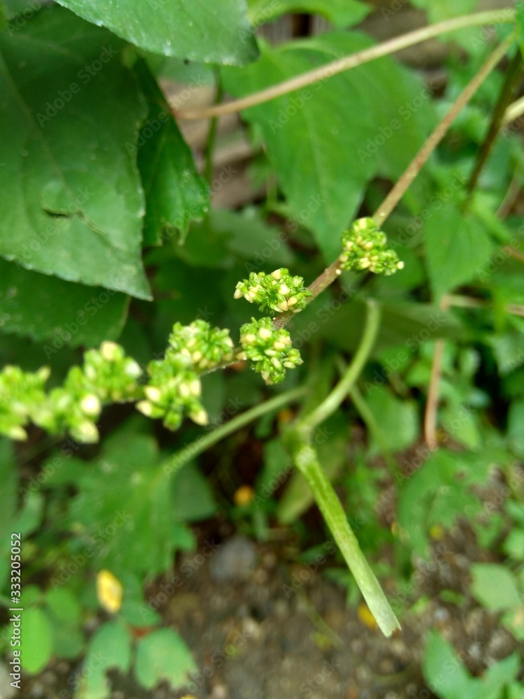 laportea in the nature background. This plant can cause itching if we touch it. laportea in the nature background. This plant can cause itching if we touch it.