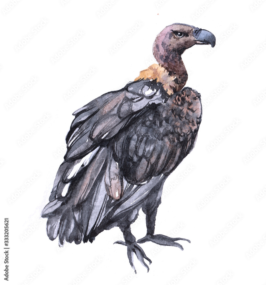 Fototapeta premium Watercolor vulture bird animal on a white background illustration 