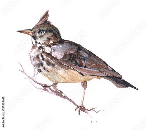 Watercolor Lark  bird animal on a white background illustration
 photo