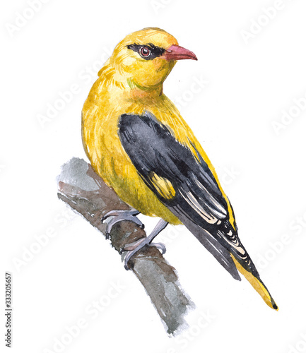Watercolor  oriole bird animal on a white background illustration
