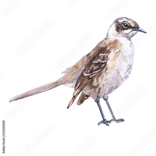 Wall Mural Watercolor mockingbird  bird animal on a white background illustration