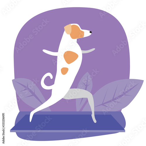 Scandinavian jack russell terrier or dog doing yoga or asana, flat stock vector illustration with pet character and tropical plants as a stretch concept