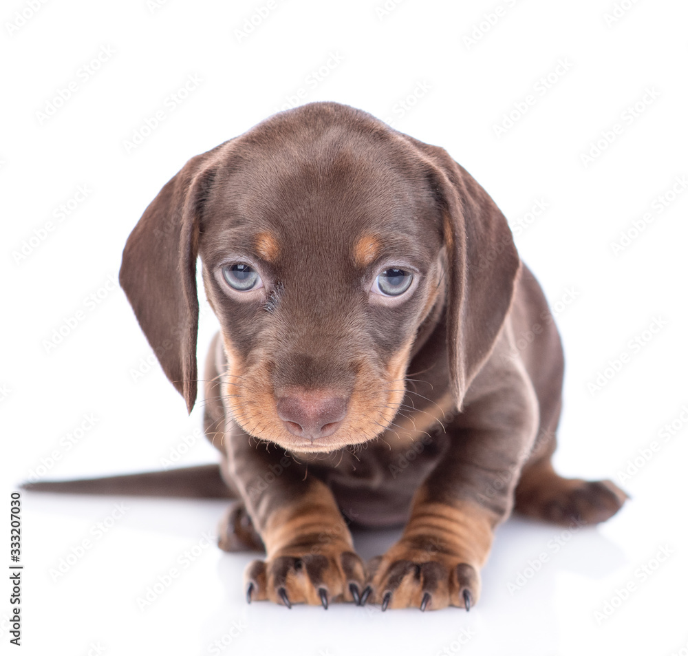 Portrait of a short haired dachshund puppy looks at camera. isolated on white background