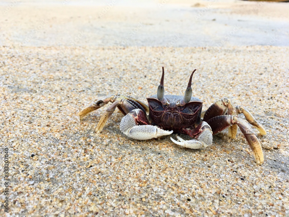 Horn-eyed ghost crab on the sand beach