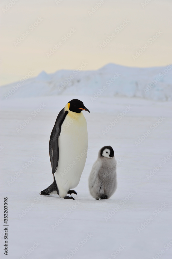 Obraz premium Emperor Penguin with chick
