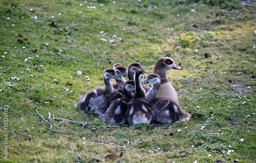Egyptan goose with goslings resting on green grass in the park. photo