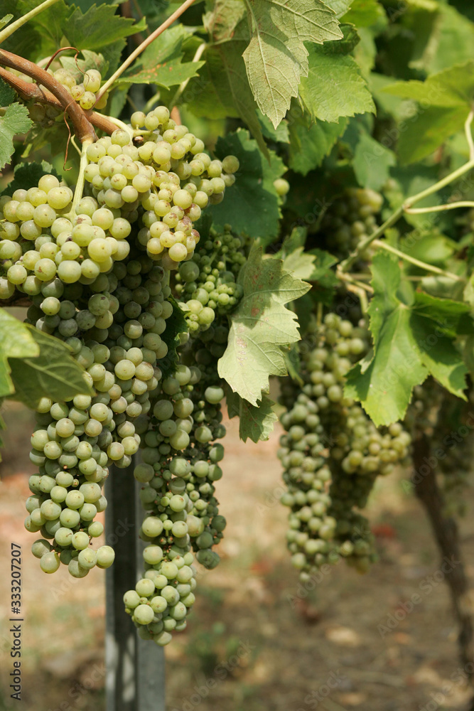 Grape, wine grape, island, Croatia.