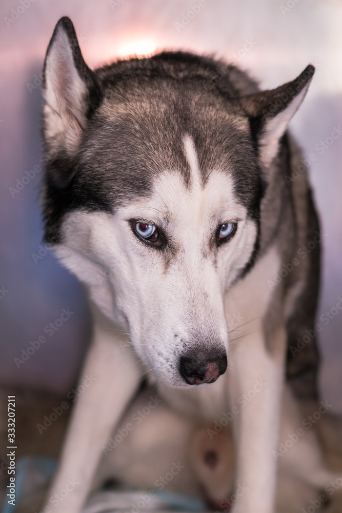 Syberian Husky in metallic cage at the veterinary clinic Syberian Husky in metallic cage at the veterinary clinic