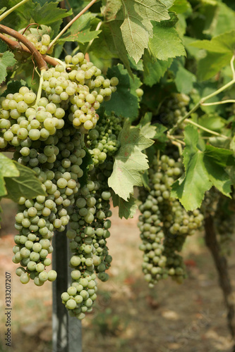 Wallpaper Mural Grape, wine grape, island, Croatia. Torontodigital.ca