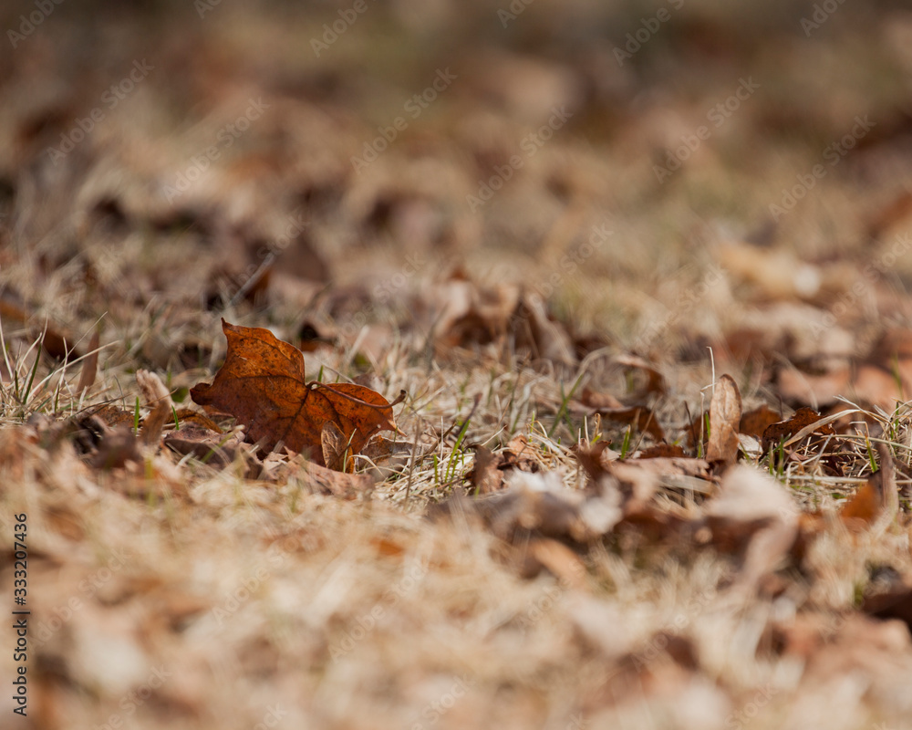 A butterfly shaped brown leave in the grass surrounded by other leaves in early spring. A butterfly shaped brown leave in the grass surrounded by other leaves in early spring.