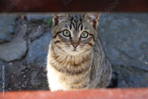 Portrait of the cat © Екатерина Чернецкая