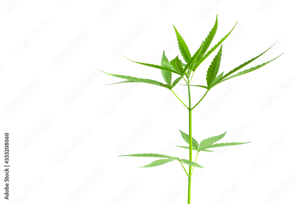 Young cannabis or marijuana leaves plant with white background, health care and medical concept Young cannabis or marijuana leaves plant with white background, health care and medical concept