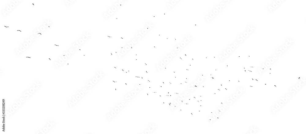 Flock of birds isolated on white background