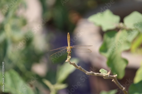 Perfect shot of a dragon fly 