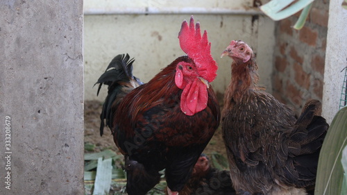 Cock and hen in cage