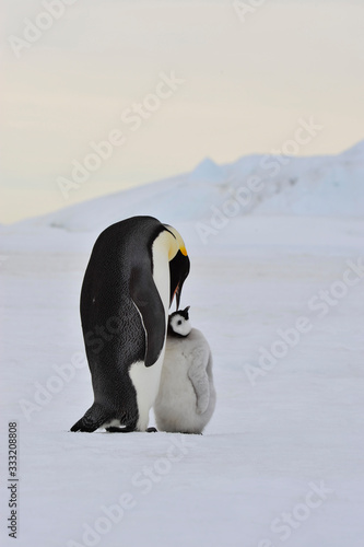 Emperor Penguin with chick