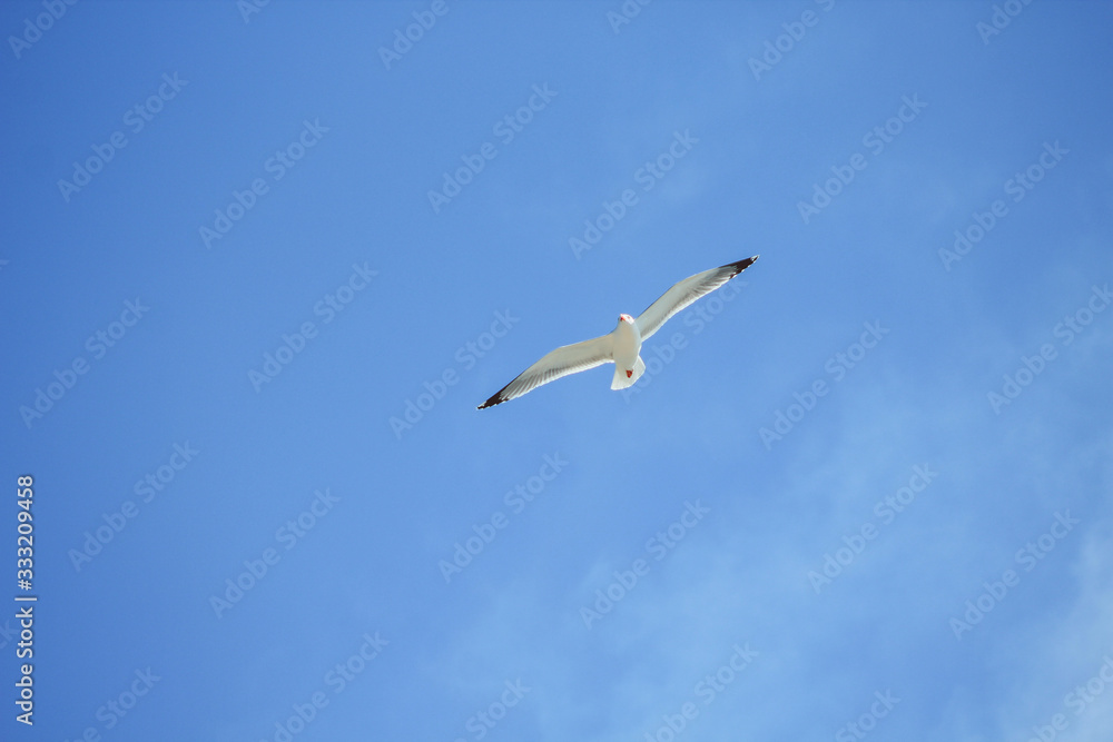 single seagull is flying in front of blue sky in Spain single seagull is flying in front of blue sky in Spain