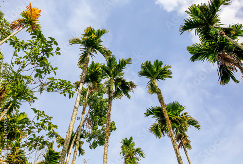 Beautiful palm trees against the blue sky