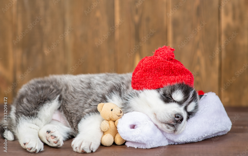 Siberian husky puppy wearing a warm hat sleeps on pillow with toy bear on wooden background