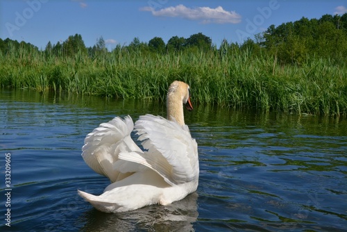 Fototapeta Naklejka Na Ścianę i Meble -  łabędź