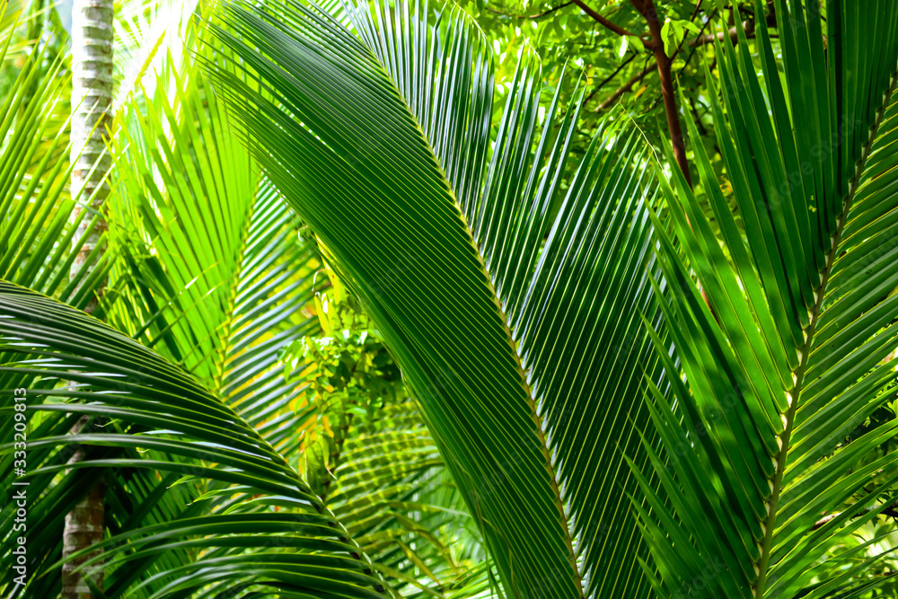 A large branch of a palm leaf A large branch of a palm leaf