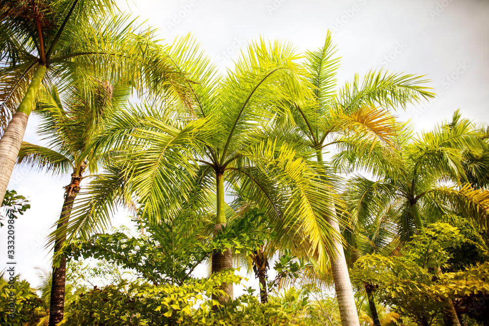 Fototapeta premium Beautiful palm trees in the park.