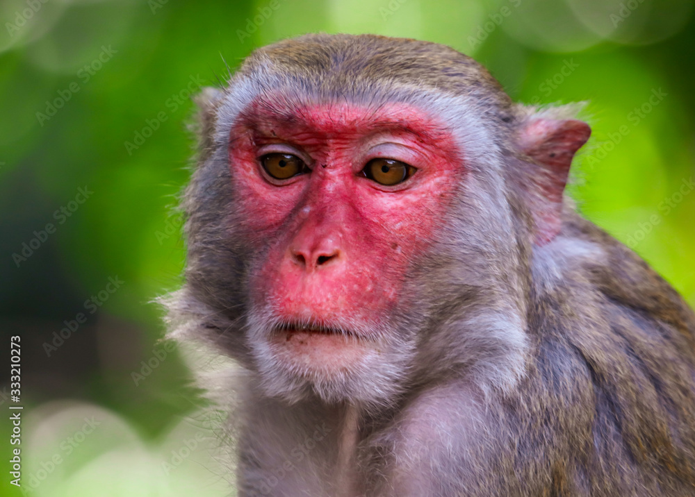 Portrait of a monkey in the park Portrait of a monkey in the park