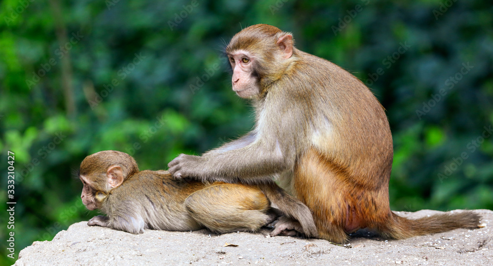 Fototapeta premium The monkey is looking for lice in the hair