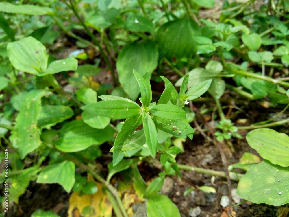 Hedyotis corymbosa in nature background. Useful in gastric irritability, nervous depression, liver complaints, tonsillitis, pharyngitis, bronchitis, pneumonia, mumps, appendicitis, hepatitis, ulcers Hedyotis corymbosa in nature background. Useful in gastric irritability, nervous depression, liver complaints, tonsillitis, pharyngitis, bronchitis, pneumonia, mumps, appendicitis, hepatitis, ulcers