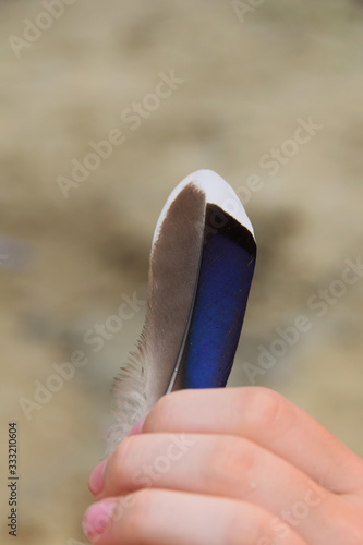 hand holds light bird feather