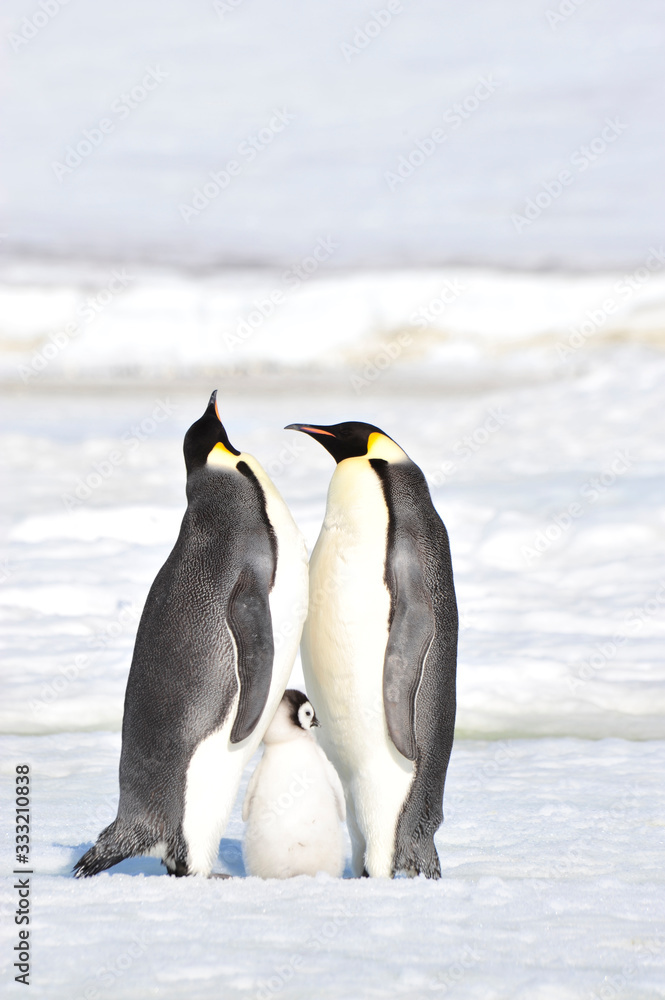 Fototapeta premium Emperor Penguins with chicks