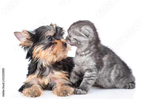 Yorkshire Terrier puppy sniffs kitten. Isolated on white background