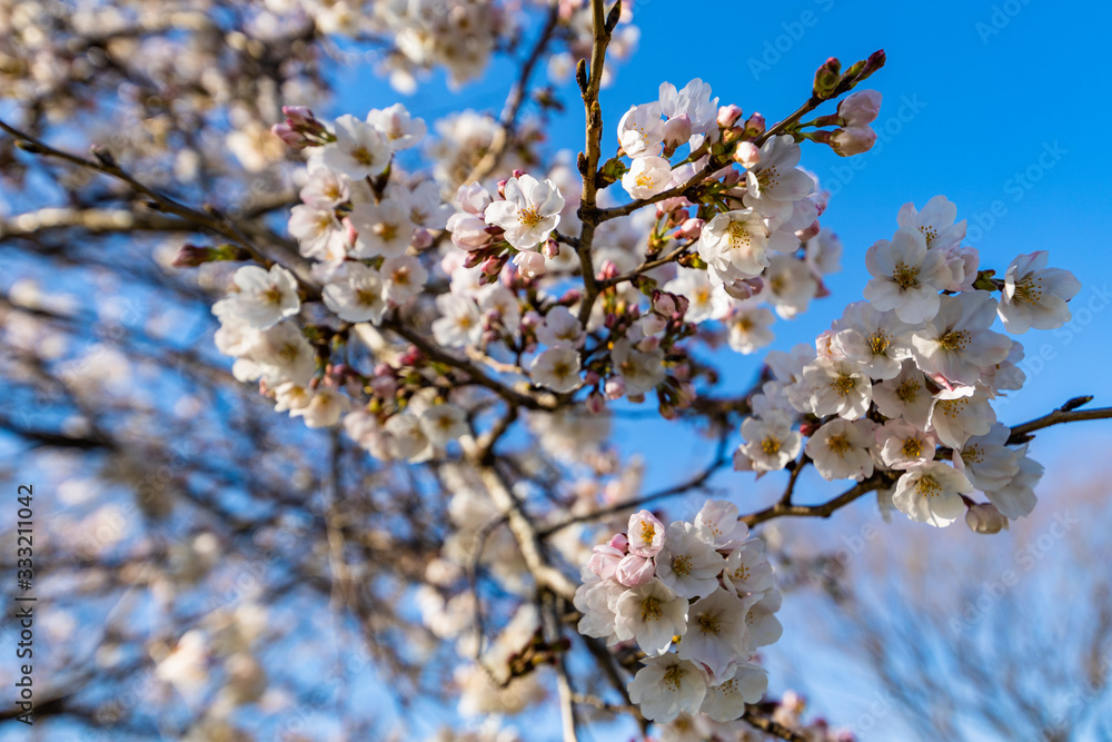 cherry blossoms in spring season