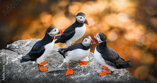 Photography Atlantic Puffins bird or common Puffin in sunset gold background