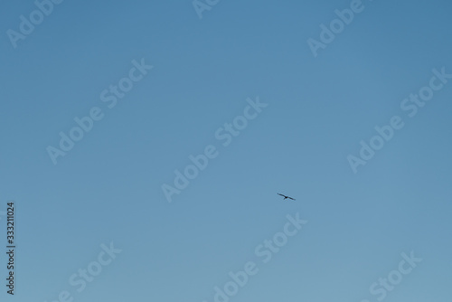 One crane soars in the sky