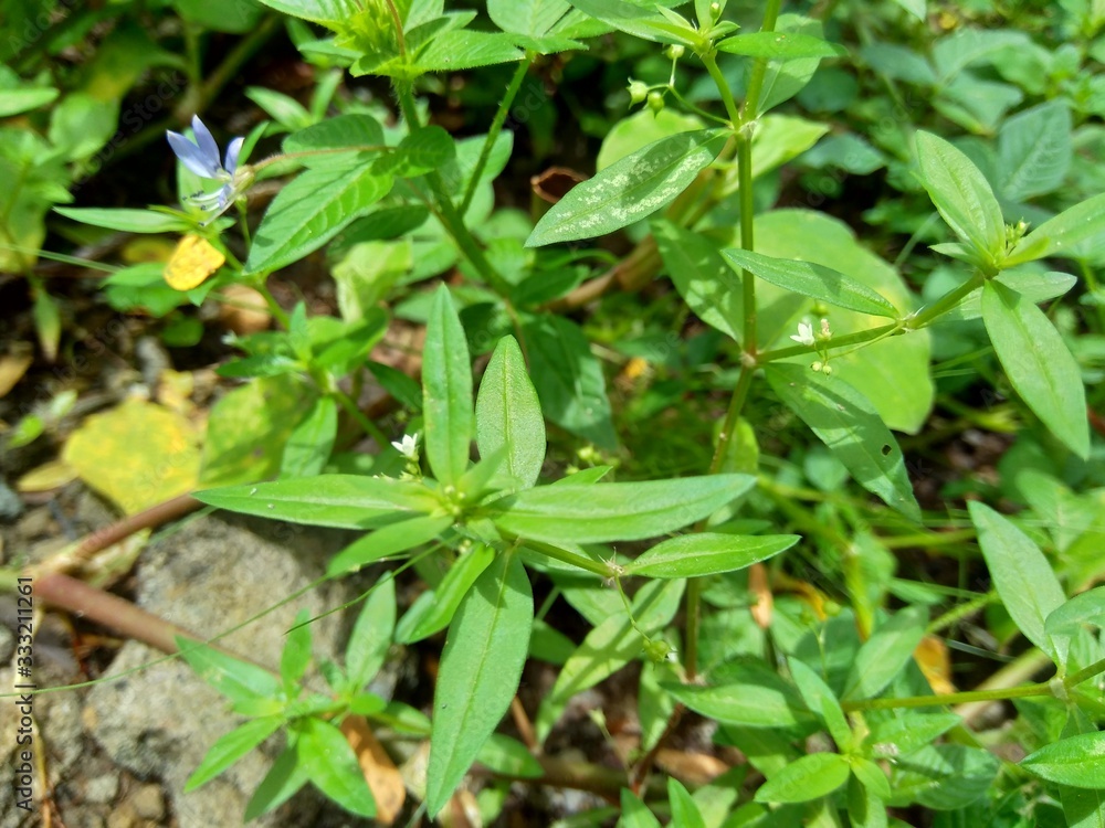Hedyotis corymbosa in nature background. Useful in gastric irritability, nervous depression, liver complaints, tonsillitis, pharyngitis, bronchitis, pneumonia, mumps, appendicitis, hepatitis, ulcers Hedyotis corymbosa in nature background. Useful in gastric irritability, nervous depression, liver complaints, tonsillitis, pharyngitis, bronchitis, pneumonia, mumps, appendicitis, hepatitis, ulcers