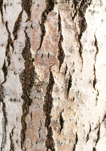 Bark on a pine tree as abstract background
