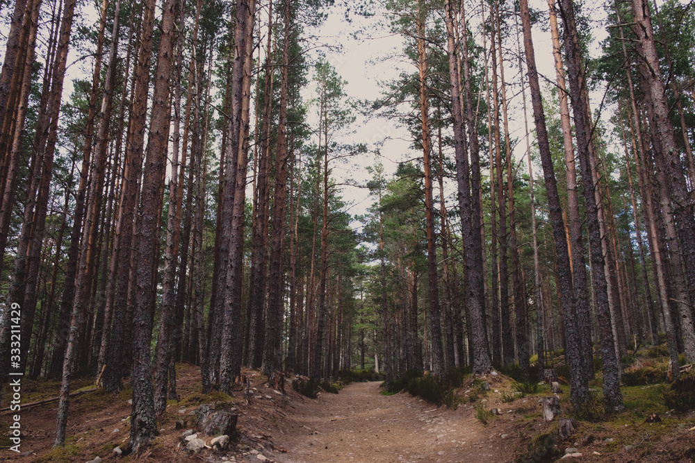 forêt forêt
