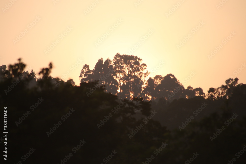 Obraz premium tree in the sunset